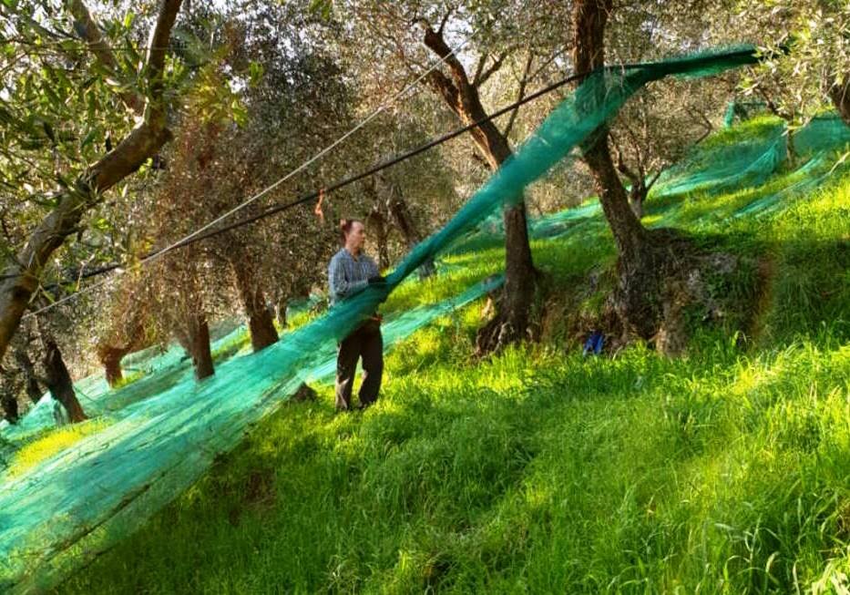 Settore olivicolo, danni siccit&agrave;: domande entro il 15 ottobre