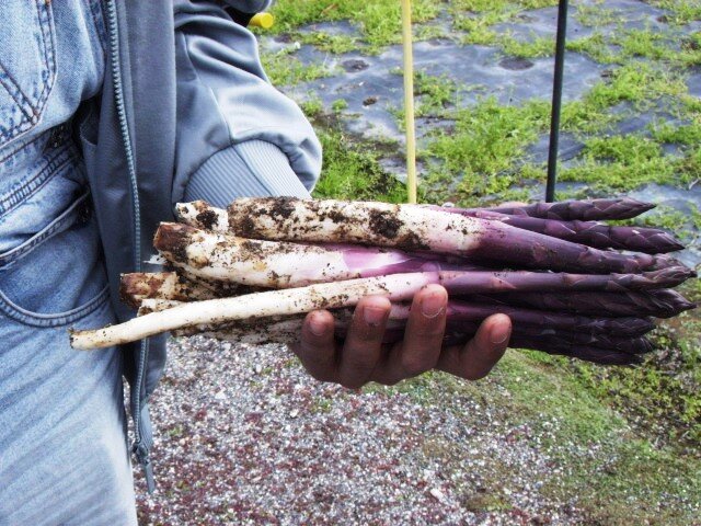 Asparago Violetto di Albenga: speciale show cooking