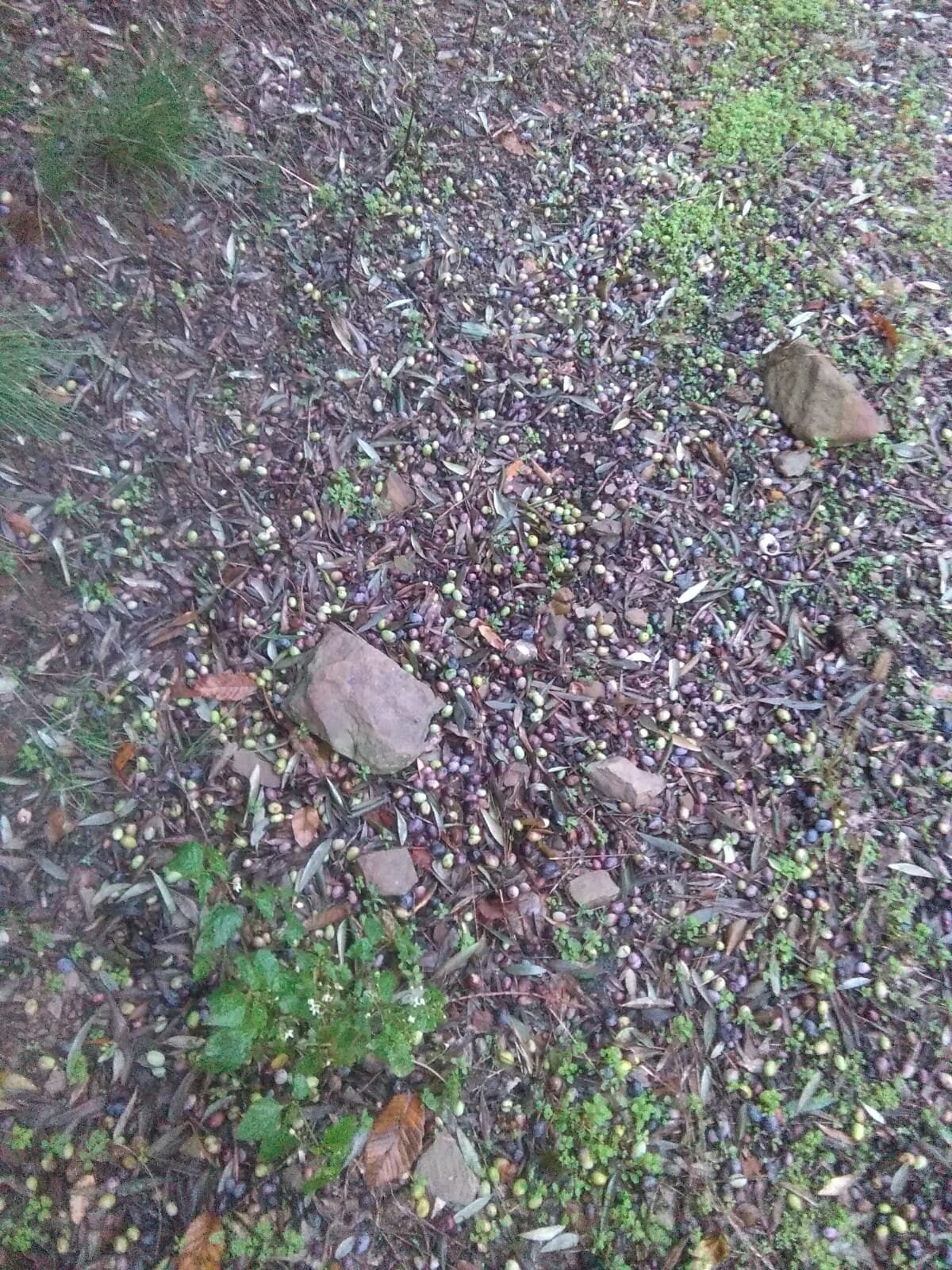 RICHIESTO DALLA REGIONE LIGURIA IL RICONOSCIMENTO DEL CARATTERE DI ECCEZIONALITA' DELLA GRANDINATA DEL 1 OTTOBRE 2018.