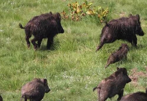 Danni fauna selvatica: piano di controllo e intervento, revisione del sistema dei risarcimenti