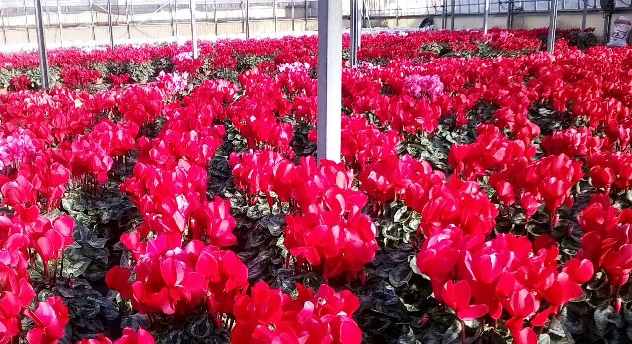 Coronavirus: danni al comparto florovivaistico e modalit&agrave; di segnalazione attraverso il Modello E specifico