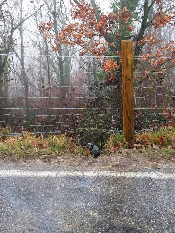 Peste suina, il report sull'incontro Liguria-Piemonte