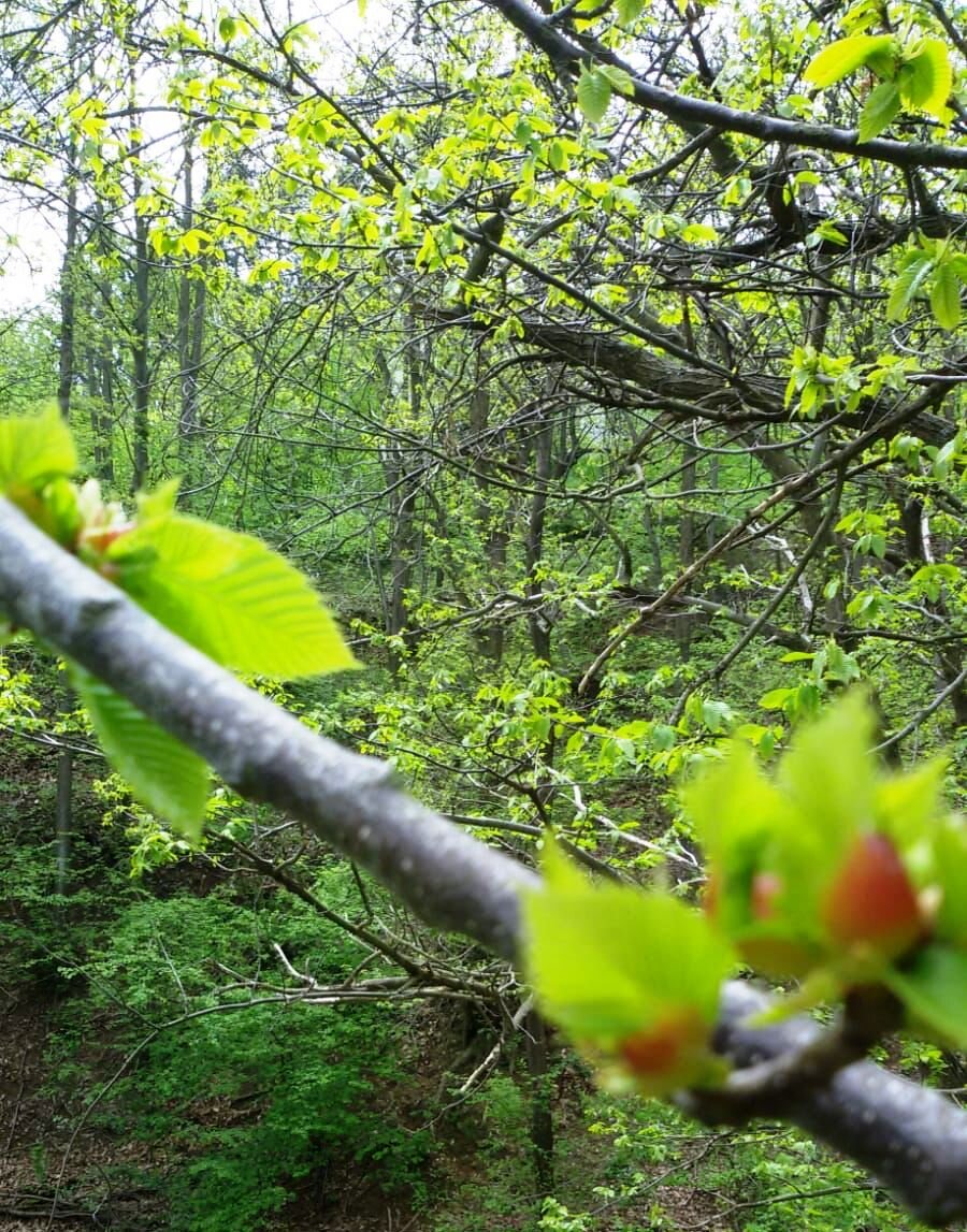 Coltivatori tra emergenza cinghiali e nuove filiere produttive