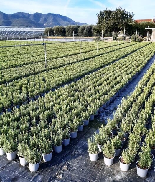 Svolta storica per le aromatiche di Albenga, ecco il manifesto per il florovivaismo ligure