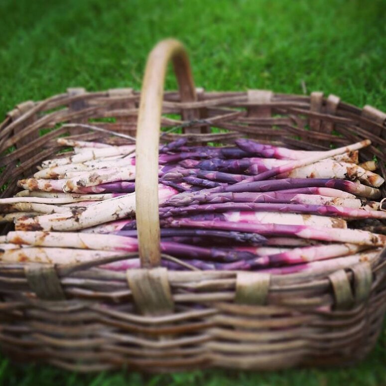 Asparago Violetto di Albenga: formalizzata la costituzione della filiera corta