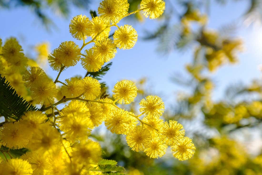 8 Marzo, mimose: in Liguria il 90% della produzione nazionale, ma fioriture troppo anticipate