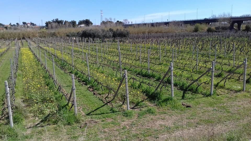 Viticoltori, al via le domande per i contributi nella lotta alla Flavescenza dorata