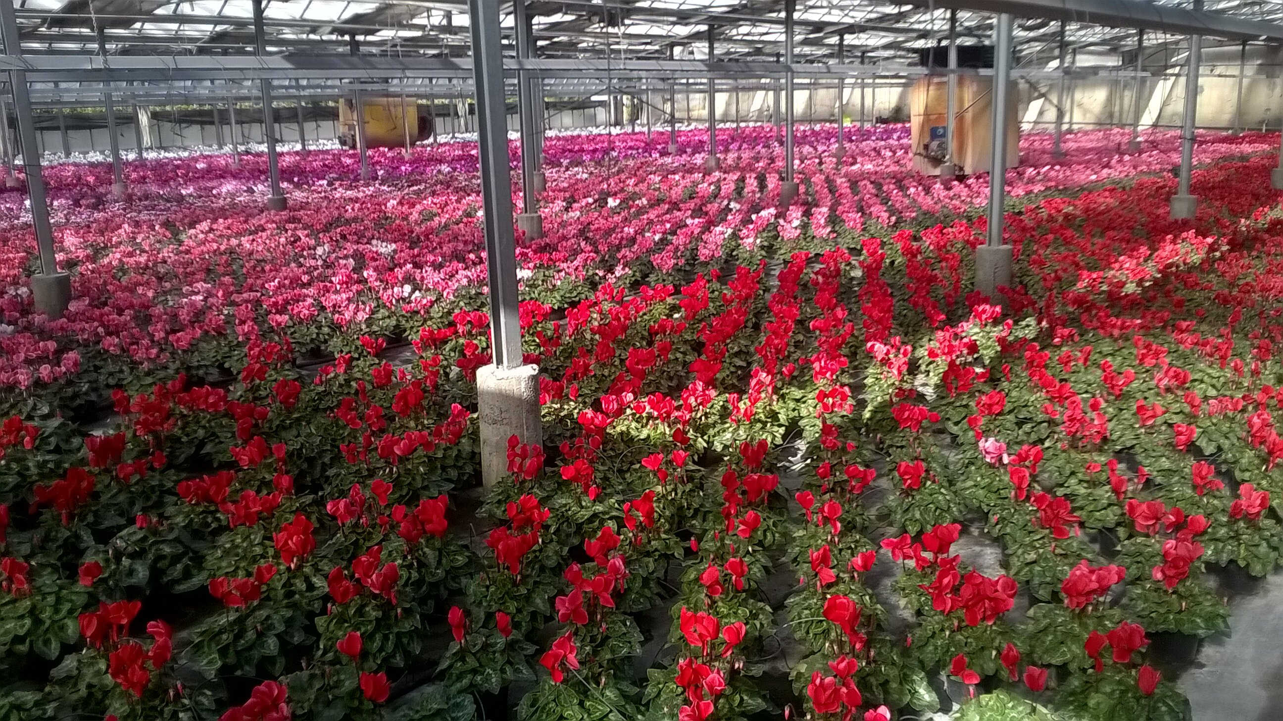 Coronavirus, CIA Savona convoca i produttori floricoli: &ldquo;Tutele s&igrave;, ma no ad allarmismi&rdquo;