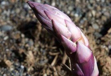 La filiera produttiva dell&rsquo;asparago violetto, parte il progetto