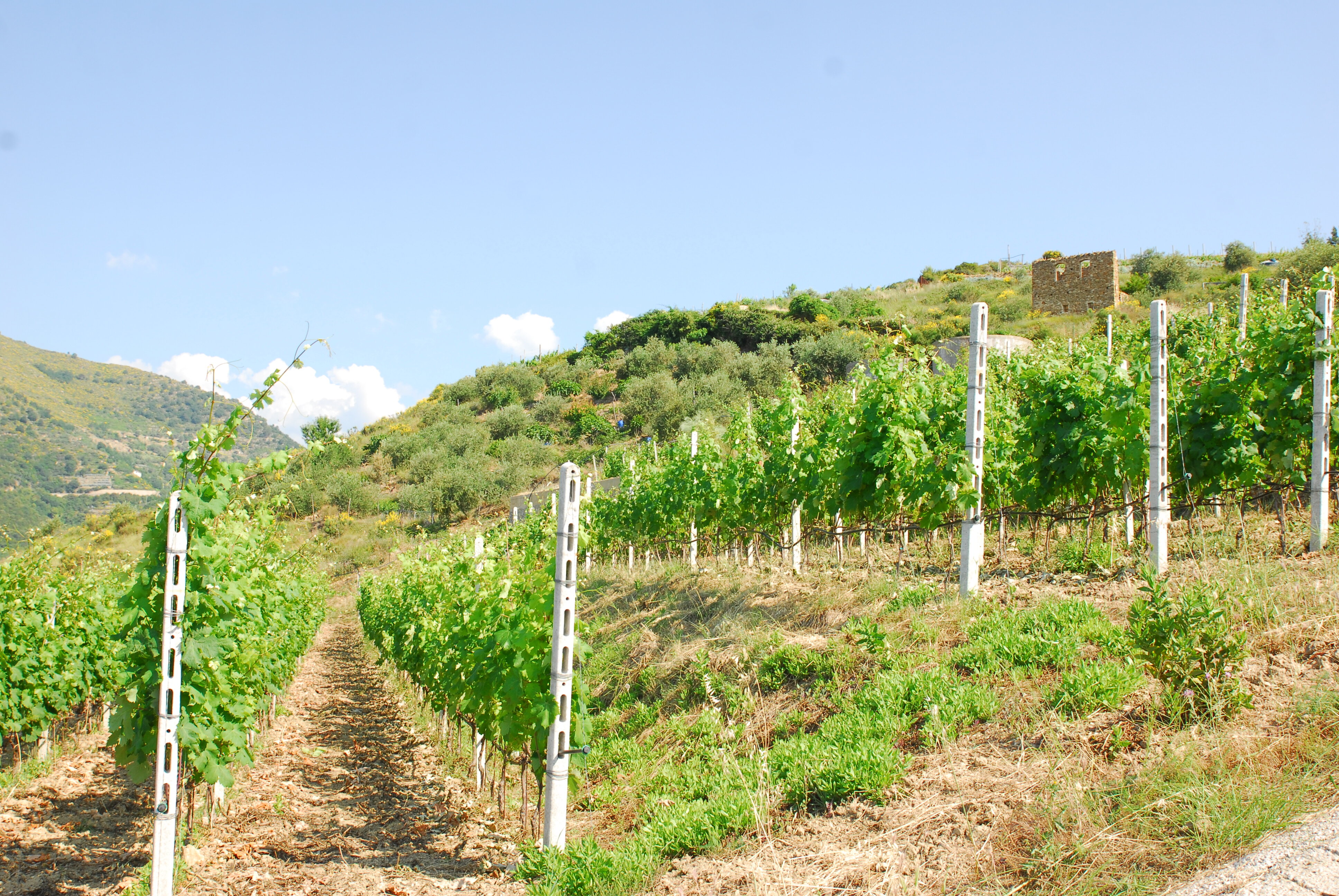 Bando ristrutturazione e riconversione vigneti