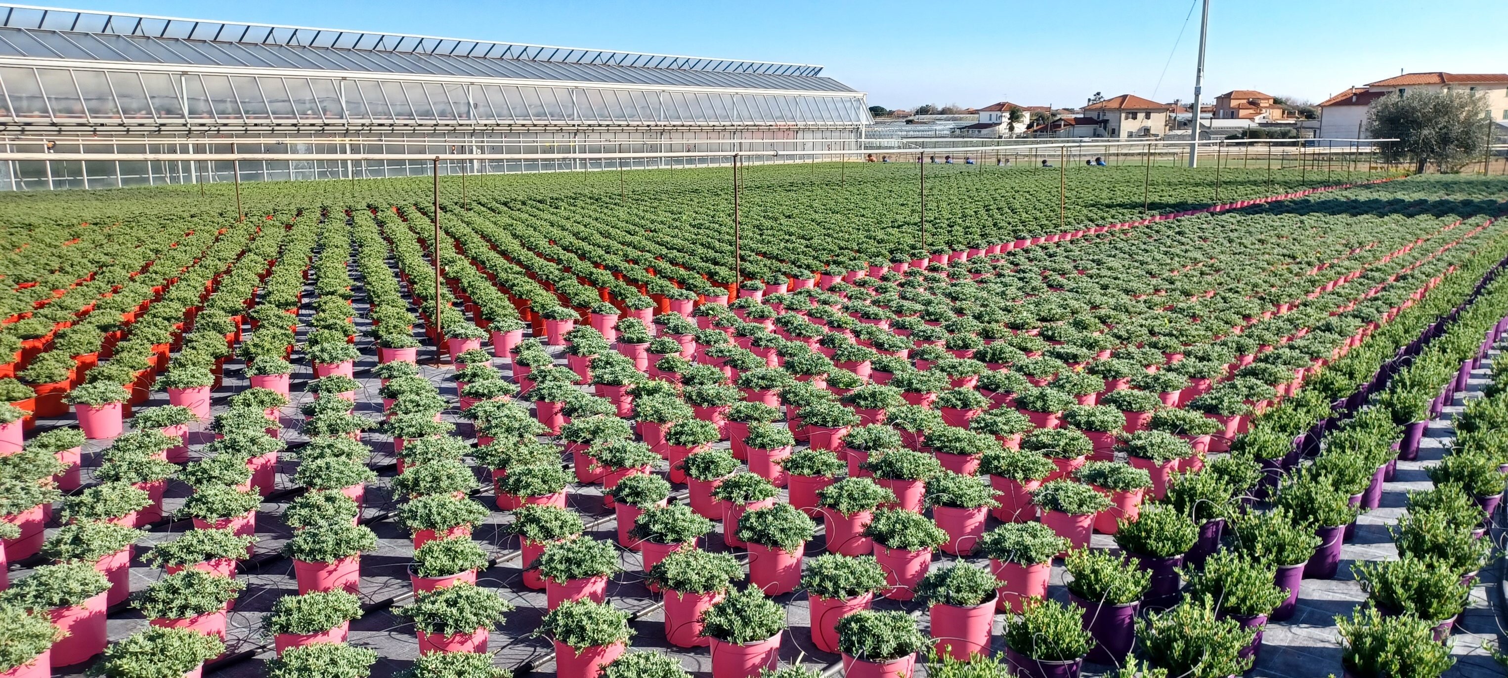 Convegno sul florovivaismo ad Albenga Convegno sul florovivaismo ad Albenga