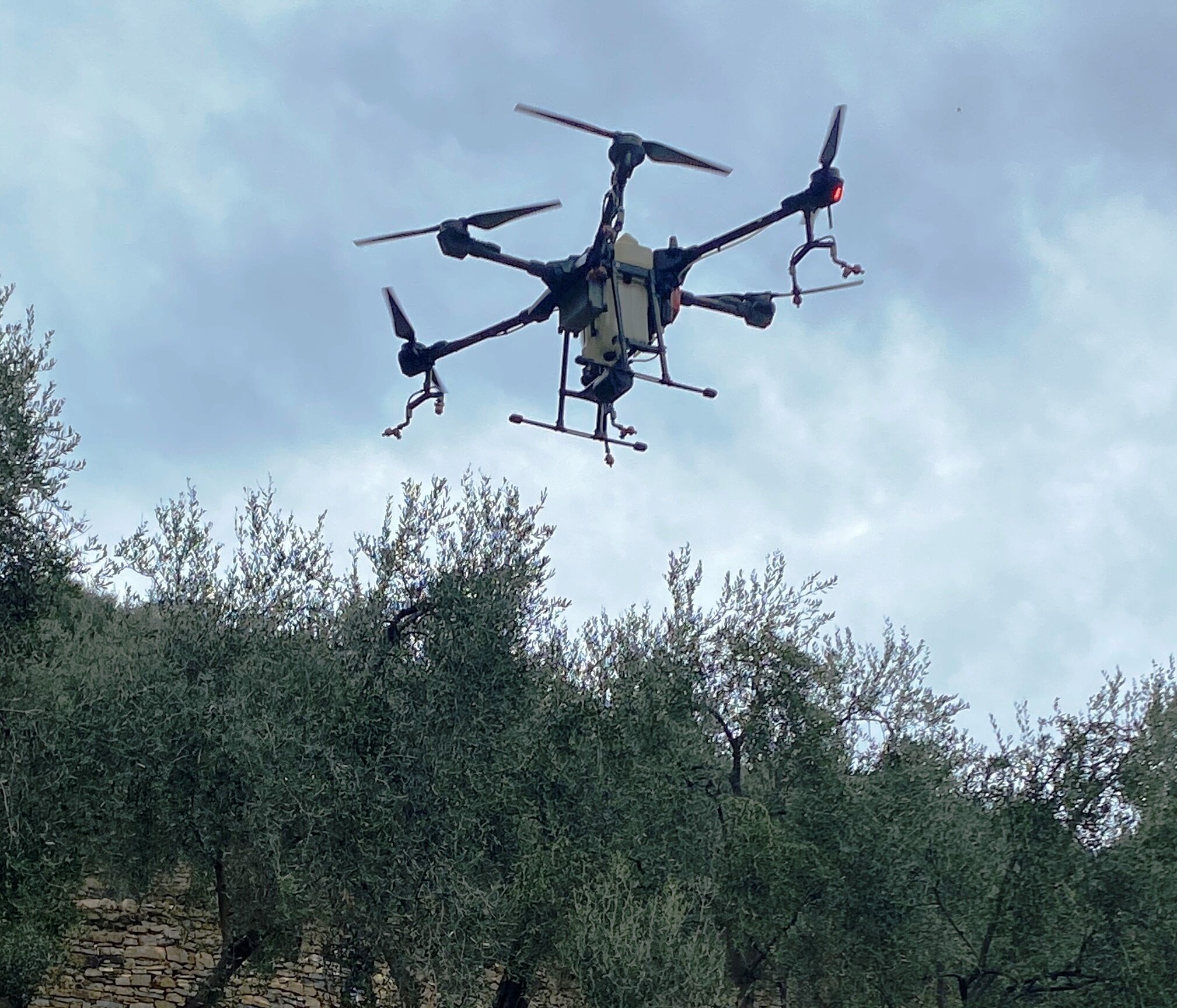 Droni per la difesa dell'olivicoltura ligure con il progetto innovativo del Cersaa di Albenga