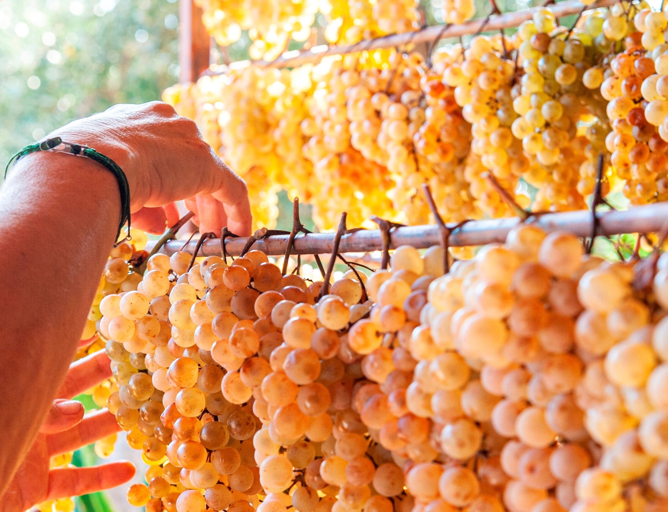 Vendemmia 2023, Cia Savona: &ldquo;Annata nel segno della qualit&agrave; e della quantit&agrave;&rdquo;