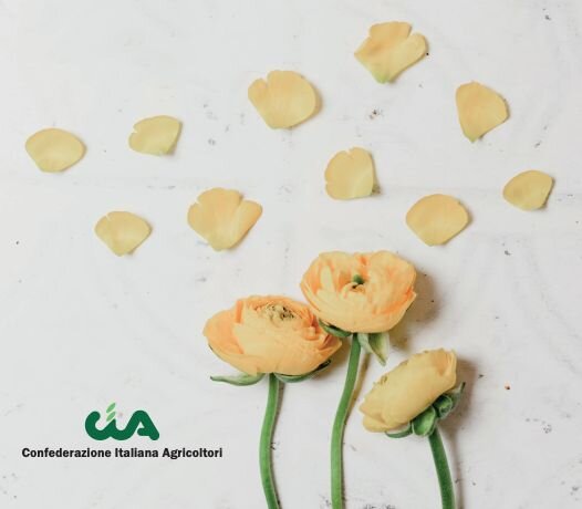 Rete dei servizi pubblici per il florovivaismo ligure, Cia Savona: "Riforma necessaria"