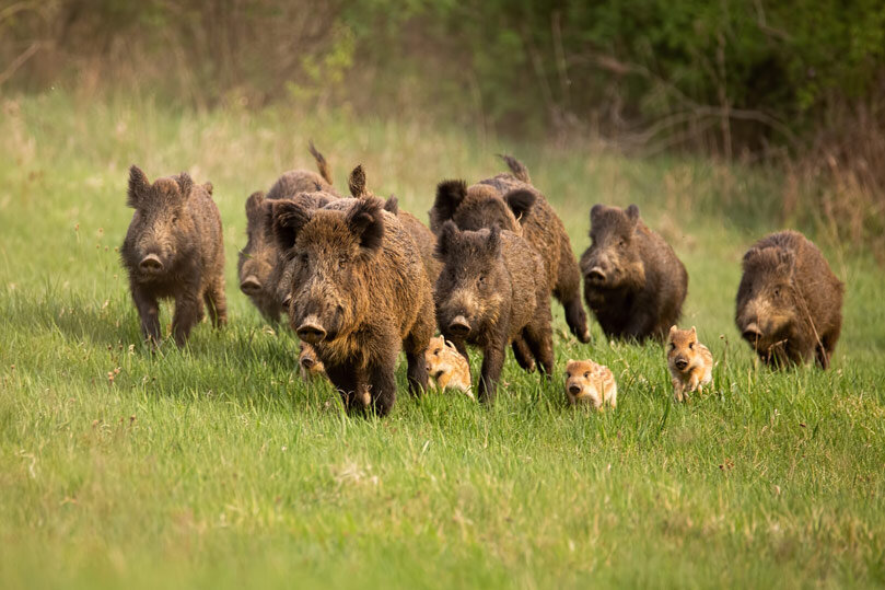 Peste suina, Cia Liguria: "Sull'emergenza cinghiali la sola caccia non &egrave; sufficiente"