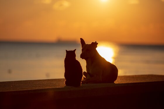 2db8f255-9732-481d-81cf-5a0452835b13