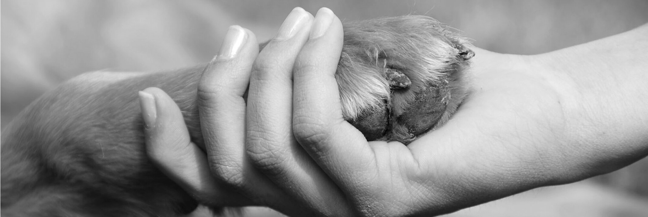 Cremazione animali, scelta d'amore. Cremazione animali, scelta d'amore.