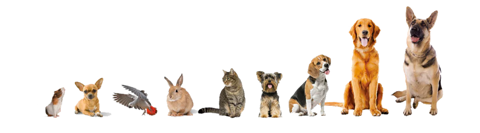 Cani, Gatti, Conigli, Uccelli, Rettili, Pony, Cavalli etc. Cremazione individuale e collettiva. Cani, Gatti, Conigli, Uccelli, Rettili, Pony, Cavalli etc. Cremazione individuale e collettiva.
