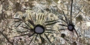 INCISIONI RUPESTRI - MONTE BEIGUA (SV )