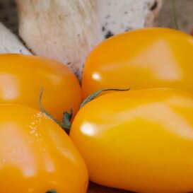 Pomodoro ciliegino semi dry