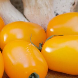 Datterino giallo e rosso