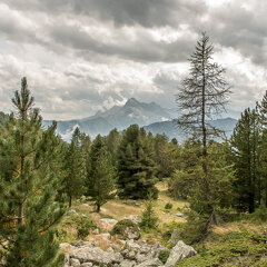 cembro Il bosco del pino cembro cembro Il bosco del pino cembro