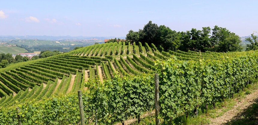 top_vigne_1 top_vigne_1