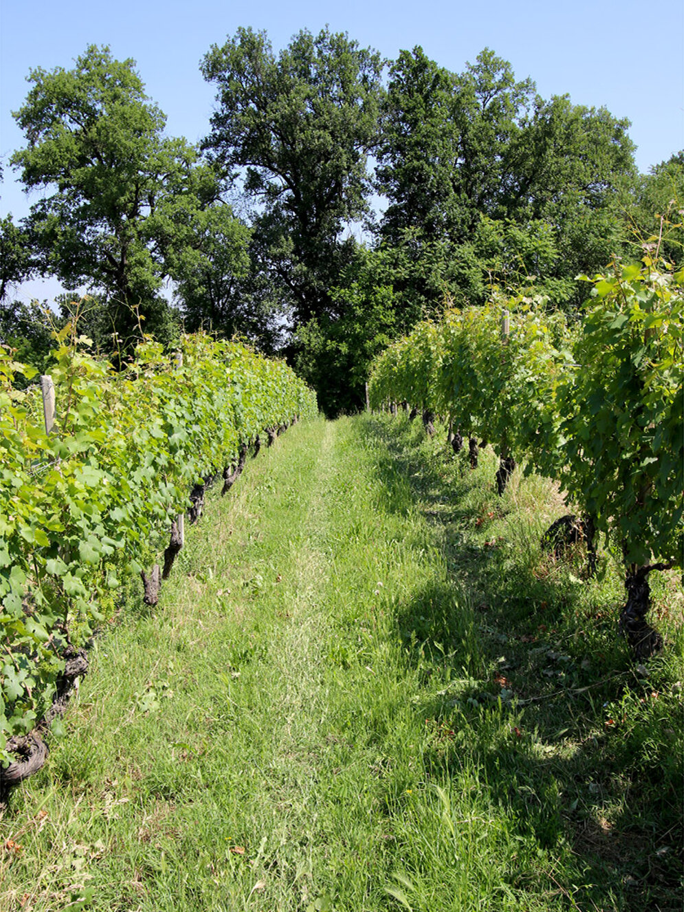 gal81.jpeg gal81.jpeg