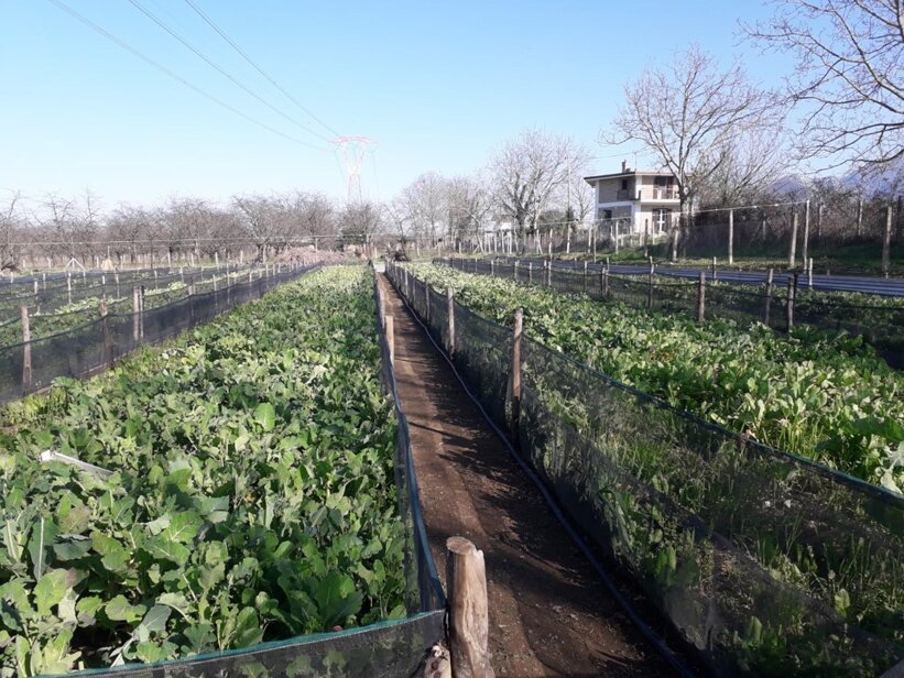 immagine1.jpeg immagine1.jpeg