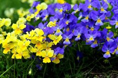 fiori-30 fiori-30