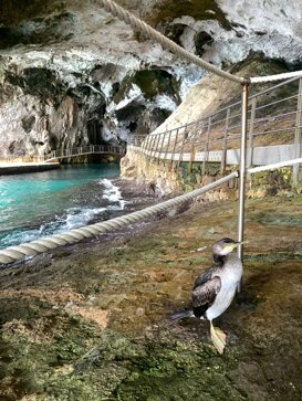 Marangone dal Ciuffo Marangone dal Ciuffo