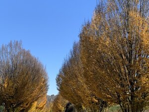 Entrance avenue in autumn
