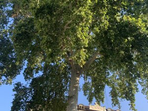 The Plane Tree of Vittorio Alfieri