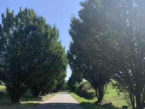 entrance avenue in spring