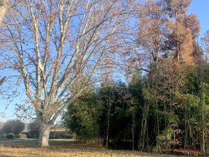 Plane trees in autumn