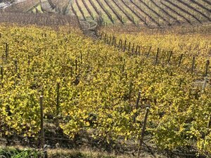 vineyards of Monferrato