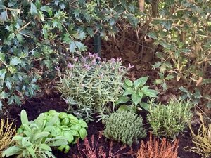 il giardino delle spezie del Granaio nr 5