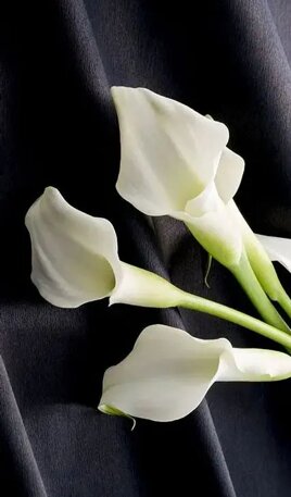 c422ddc6-d126-4432-927e-68354e3f8194 c422ddc6-d126-4432-927e-68354e3f8194