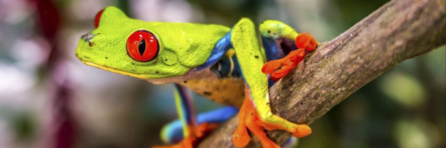 Descrizione immagine