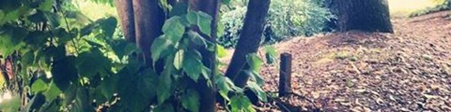 Descrizione immagine