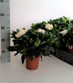 Descrizione immagine