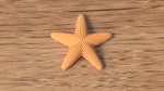 starfish