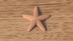 starfish