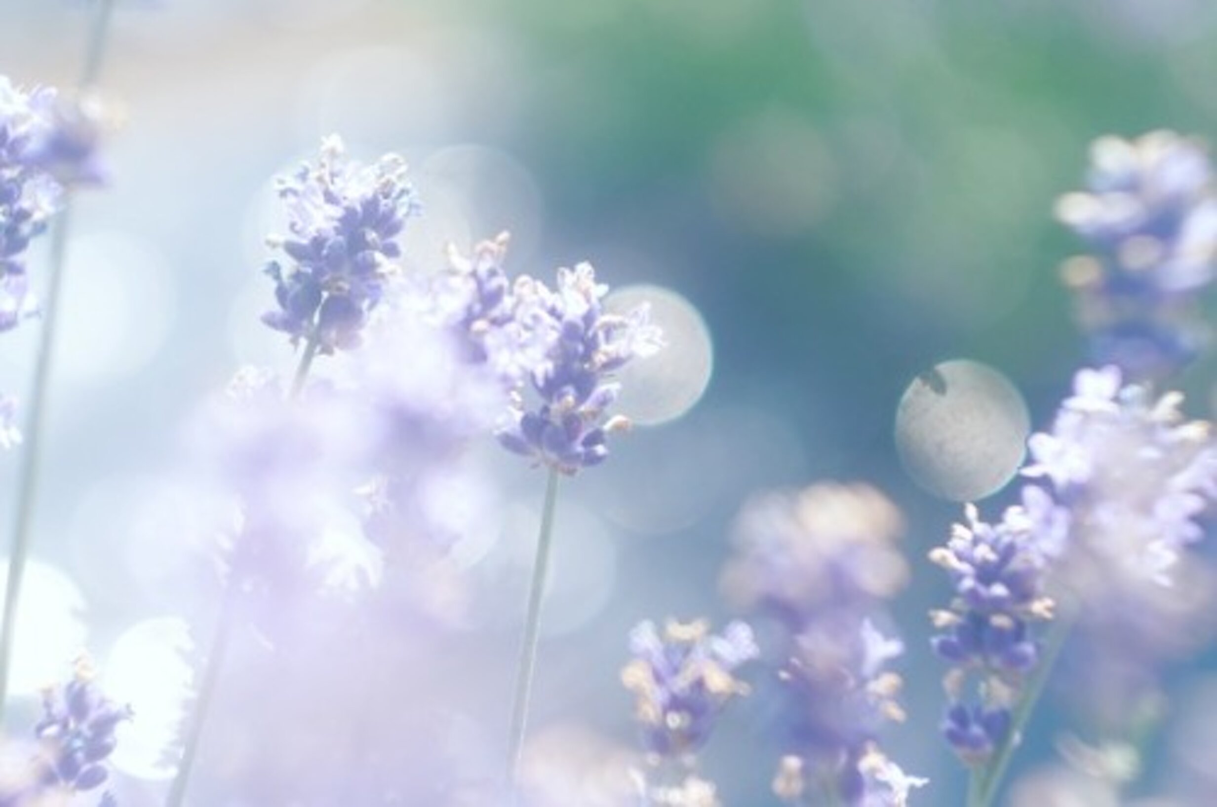 0965bbd9-8d30-4c2c-a554-0f2e829fa63c 0965bbd9-8d30-4c2c-a554-0f2e829fa63c