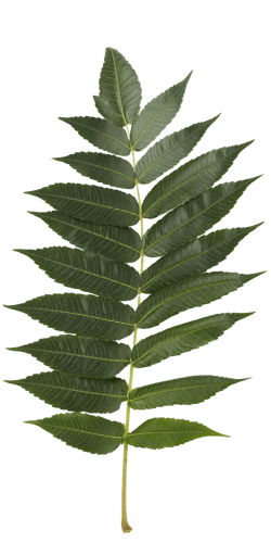 leaf-min-2 leaf-min-2