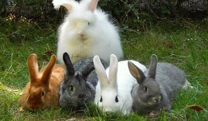 A MONTALTO UFFUGO SI RINNOVA L’EVENTO INTERREGIONALE DI CUNICALABRIA 2018 Tre giorni di appuntamenti aperti al pubblico con l’esposizione di oltre 500 conigli delle più belle razze certificate A MONTALTO UFFUGO SI RINNOVA L’EVENTO INTERREGIONALE DI CUNICALABRIA 2018 Tre giorni di appuntamenti aperti al pubblico con l’esposizione di oltre 500 conigli delle più belle razze certificate