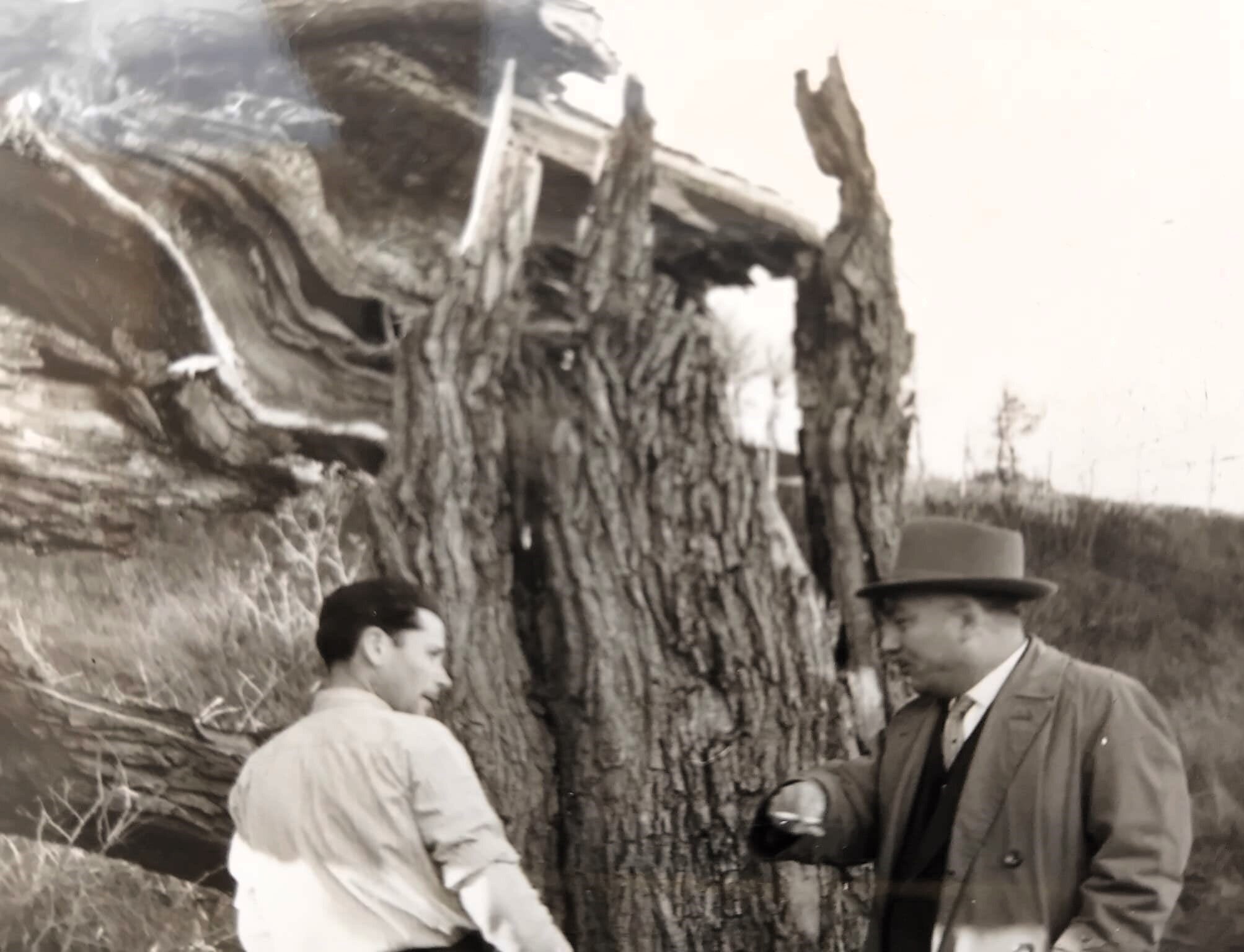 Articolo del 26 febbraio 2026 L&rsquo;olmo di San Nilo