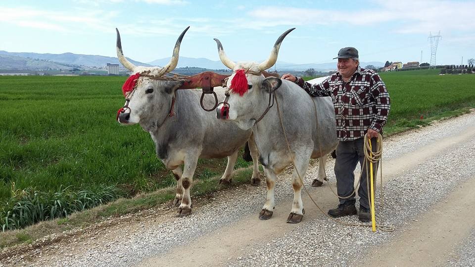 12049644_931327693651186_6580704793356731305_n