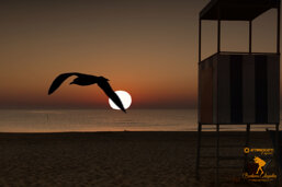 2645bff0-7aaf-40c6-9805-6cc2e5f9bcab