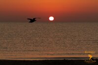 d8c34d35-9354-4daf-8b8d-56f0e3b7857a